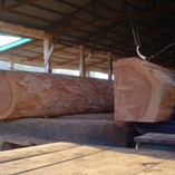 Cambara logs